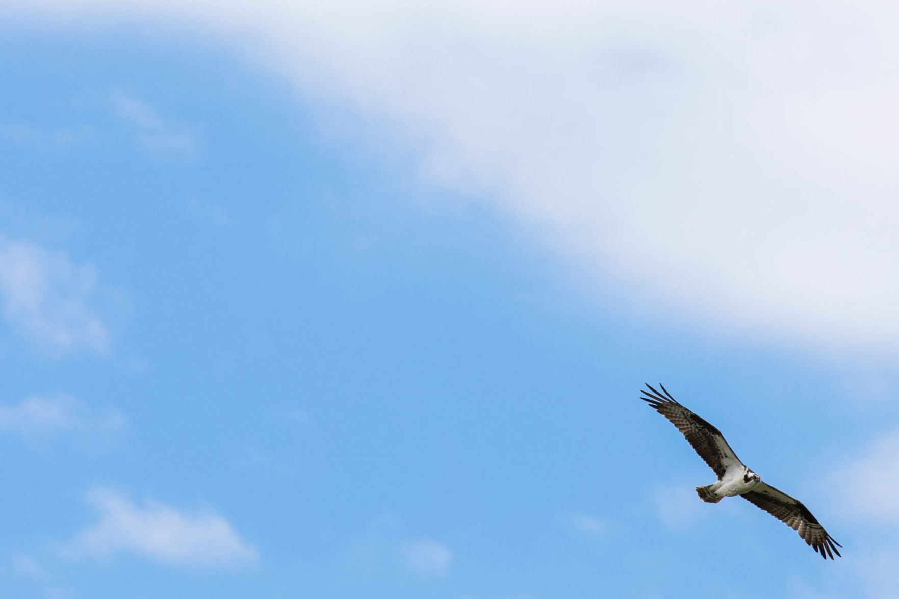 0605_wdj_osprey_SS2.JPG